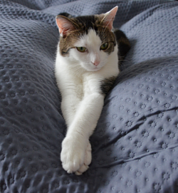 Das ist MEINS | Katzenhöhle kivikis