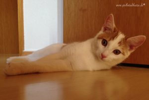 Read more about the article Rückblick: Limping Kitten Syndrom
