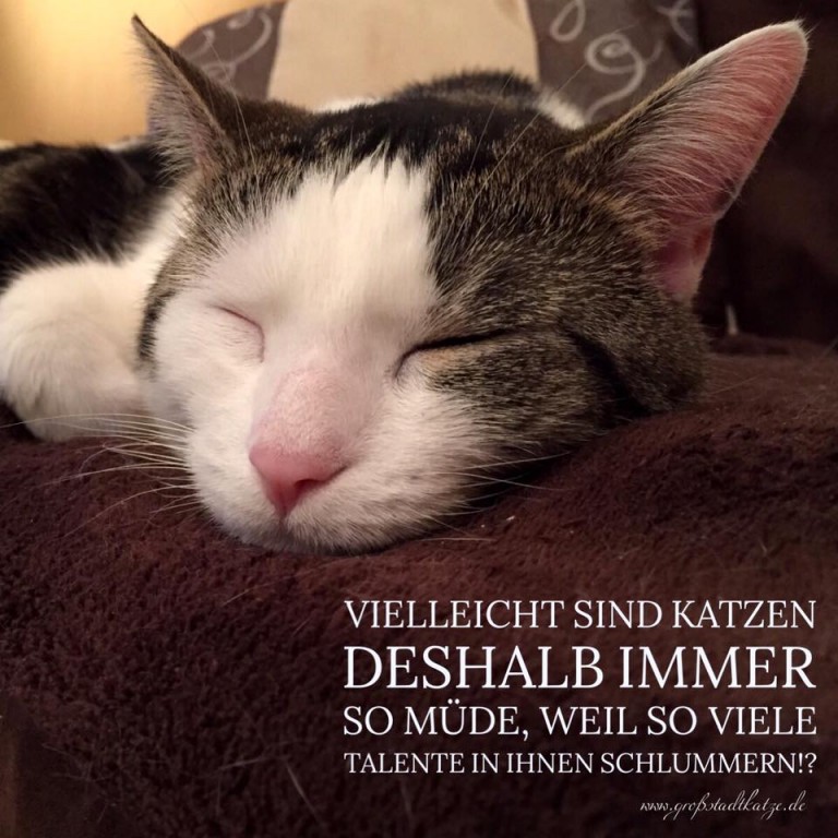 Wieso, weshalb, warum!? | Katze schläft viel