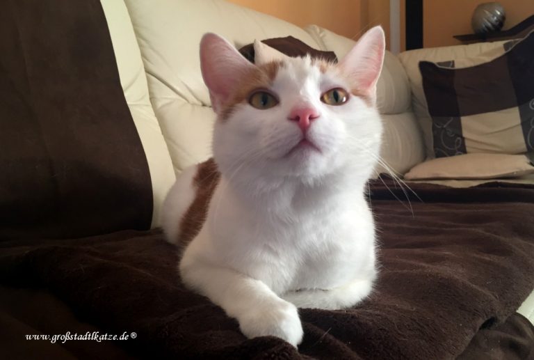 Fremde Katze Steht Vor Der Tür Und Miaut Miau-Arten | Was bedeutet es wenn die Katze miaut?