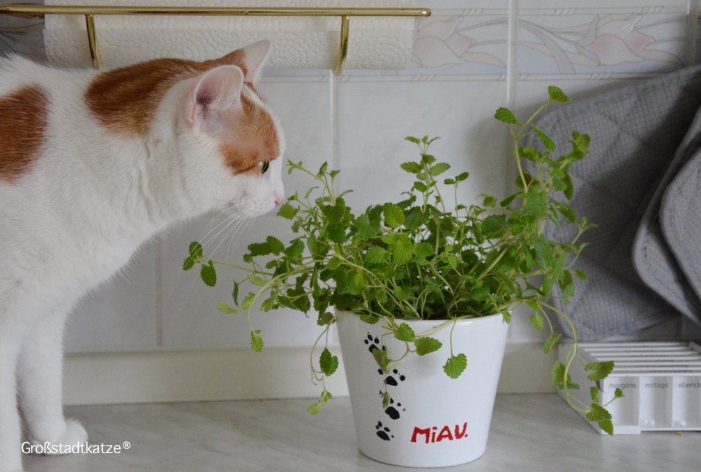 Ungiftige Zimmerpflanzen für Katzen | Ungifte Pflanzen Wohnung Katze