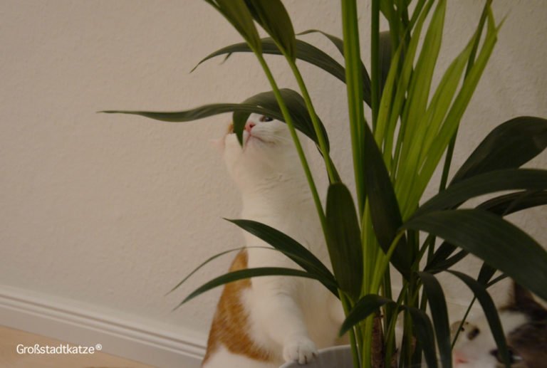 Pflanze ungiftig Katze Kentiapalme | Großstadtkatze