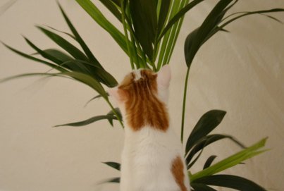 Ungiftige Zimmerpflanzen für Katzen | Ungifte Pflanzen Wohnung Katze