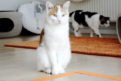 Read more about the article Catsquare