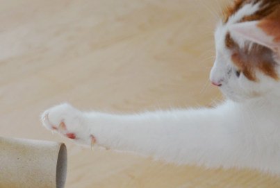 Krallen schneiden Katze | Notwendig? | Eigenschaften Katzenkrallen