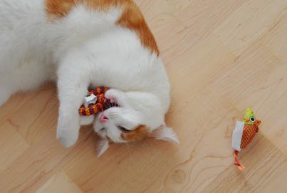 Zahnpflegespielzeug für Katzen | Zahnpflege Katzen