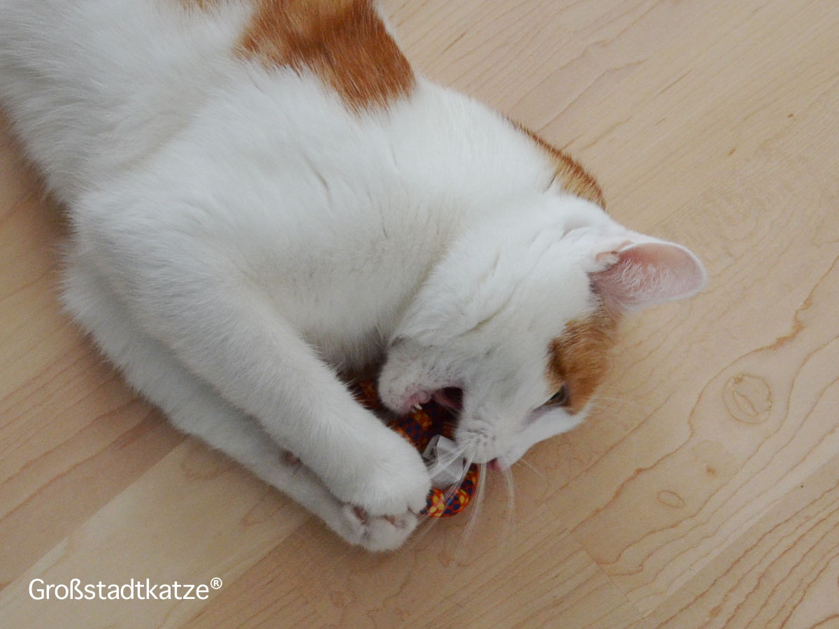 Zahnpflegespielzeug für Katzen | Zahnpflege Katzen