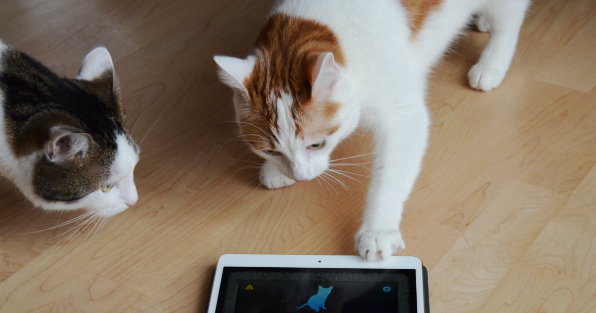 Mensch-Katze-Übersetzer | App | Katzensprache | Katze verstehen
