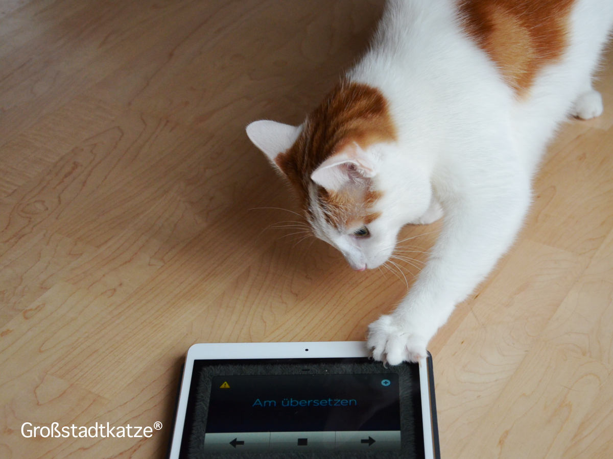 Mensch-Katze-Übersetzer | App | Katzensprache | Katze verstehen