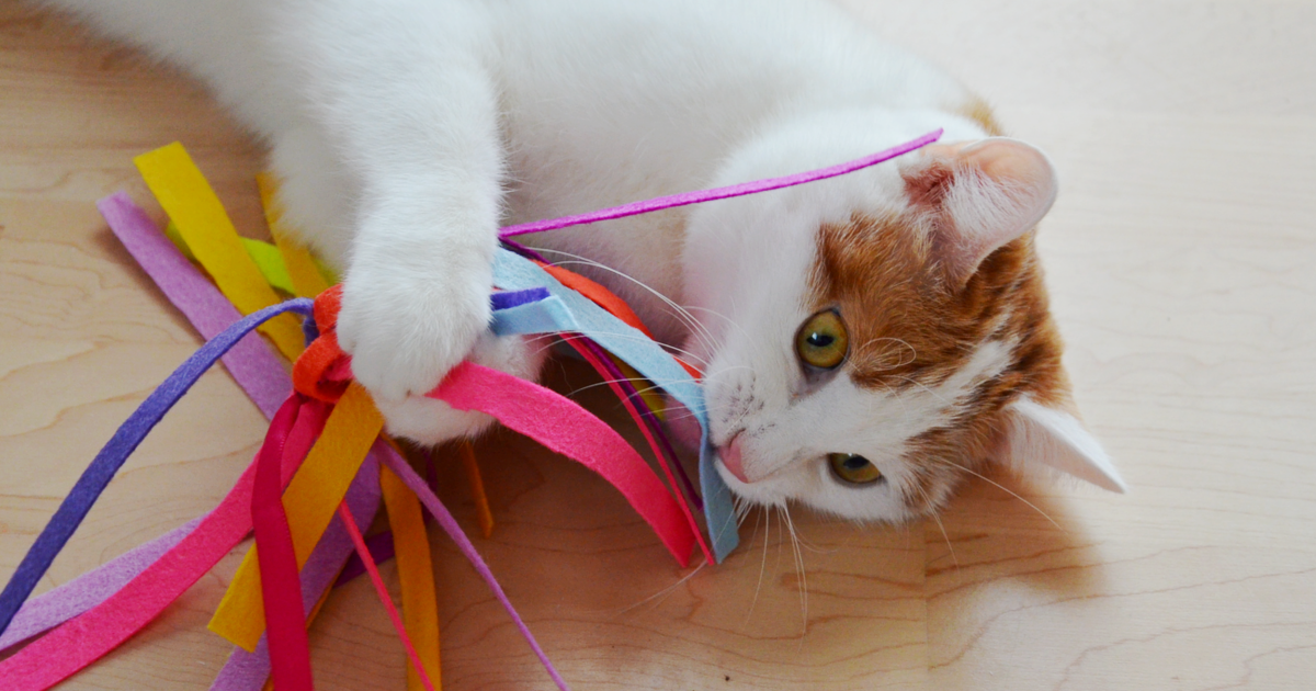 DIY Katzenspielzeug | DIY Spinne | Hack Katzenspielzeug Spinne