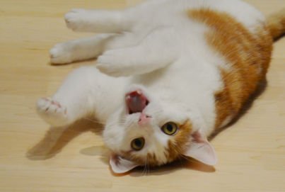 Erfahrung Dokas Snack Katze | Gute Leckerli für Katzen