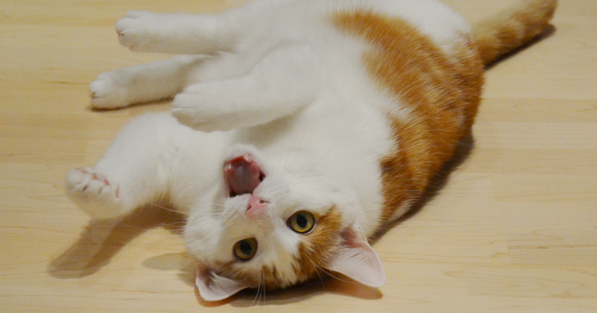 Erfahrung Dokas Snack Katze | Gute Leckerli für Katzen