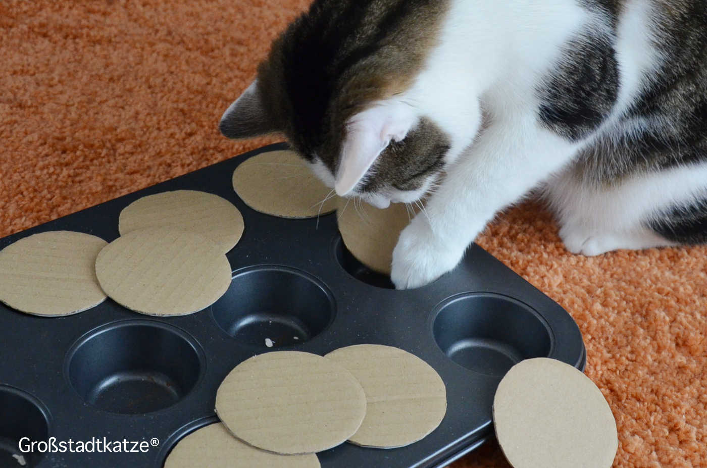 Katze Lifehack DIY: Intelligenzspiel | Fummelspiel ohne Kleben