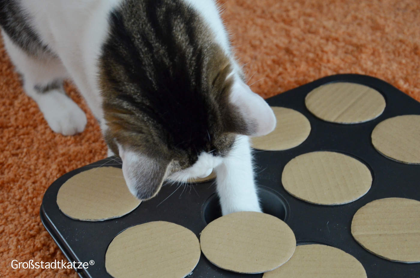 Katze Lifehack DIY: Intelligenzspiel | Fummelspiel ohne Kleben