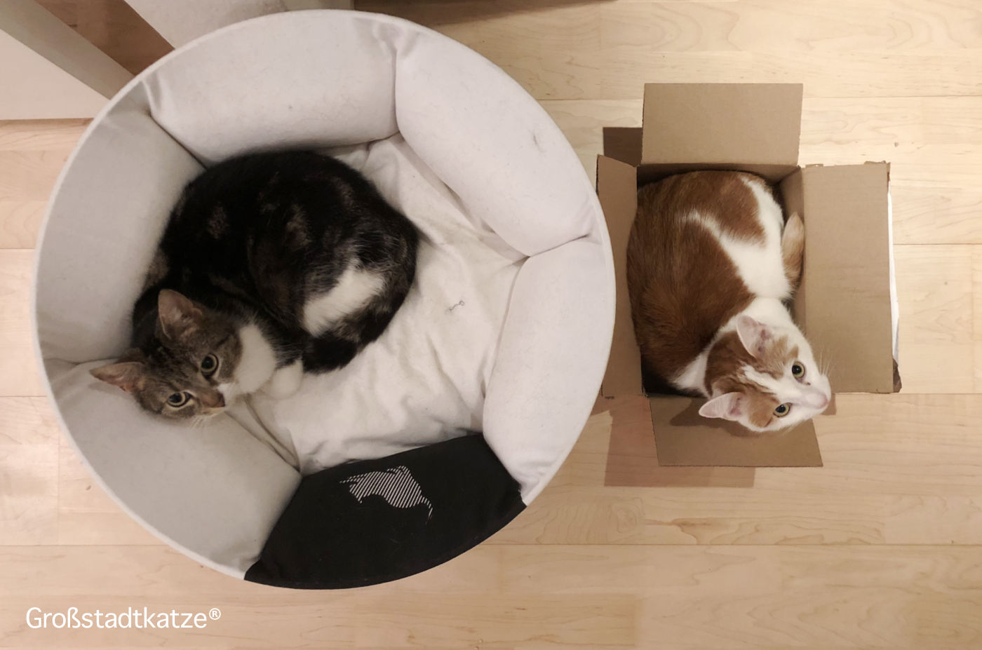 Katzen leben nebeneinander | Katzen kuscheln nicht | Katzen spielen nicht