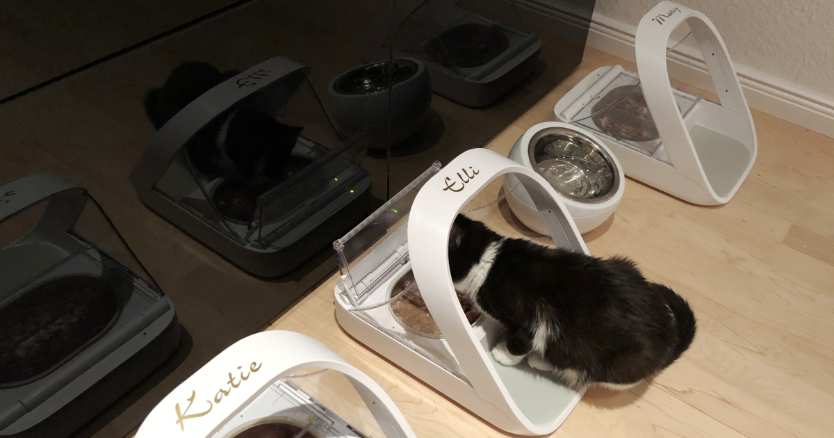 Katze Kitten aus dem Tierheim | Katzen Zusammenführung