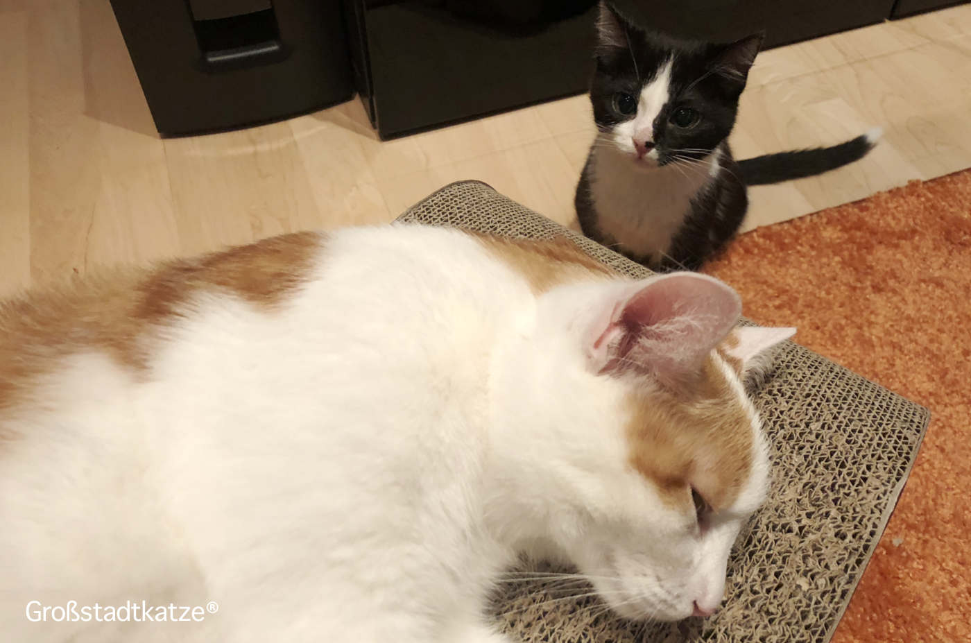 Katze Kitten aus dem Tierheim | Katzen Zusammenführung