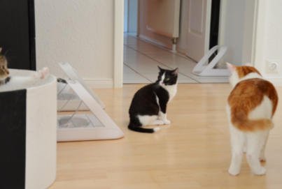 Katzen Zusammenführung | Tipps Katzenzusammenführung