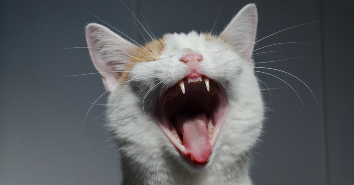Katze hat Zahnfleischentzündung | Zähne ziehen Katze | FORL Katze