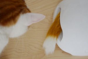 PetSafe FroliCat Katzenspielzeug Fuchsbau