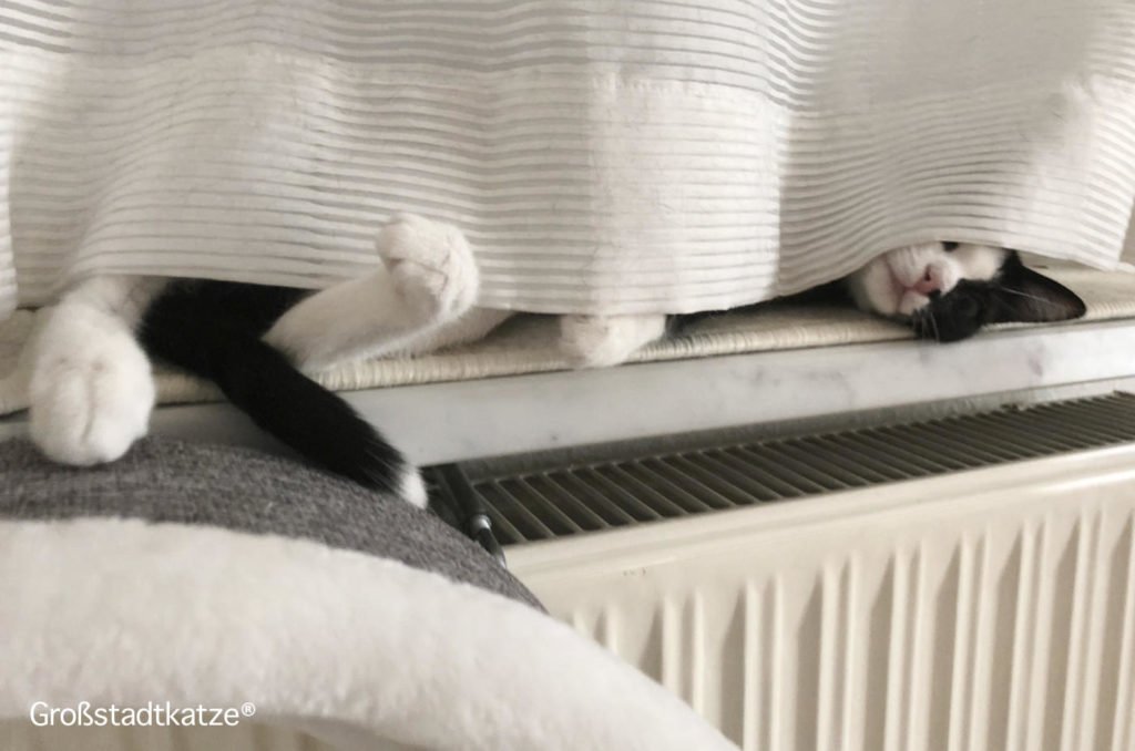 Katze Kommt Nicht Mehr Auf Sofa Aufstiegshilfe: Rampe für Couch von TRIXIE | Katze kommt nicht aufs Sofa