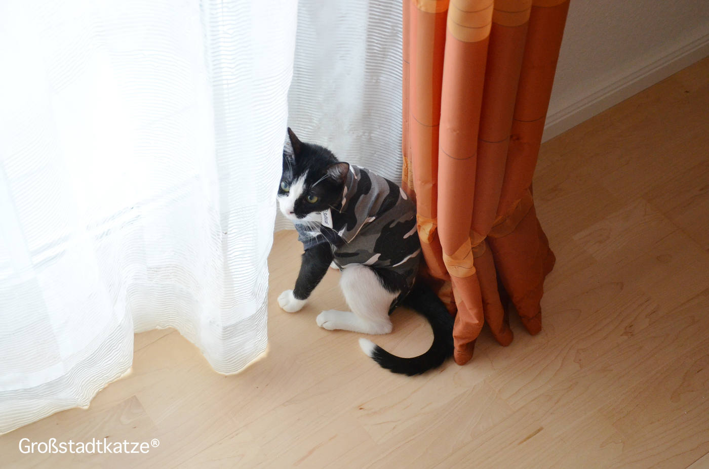 Aufstiegshilfe: Rampe für Couch von TRIXIE | Katze kommt nicht auf Sofa