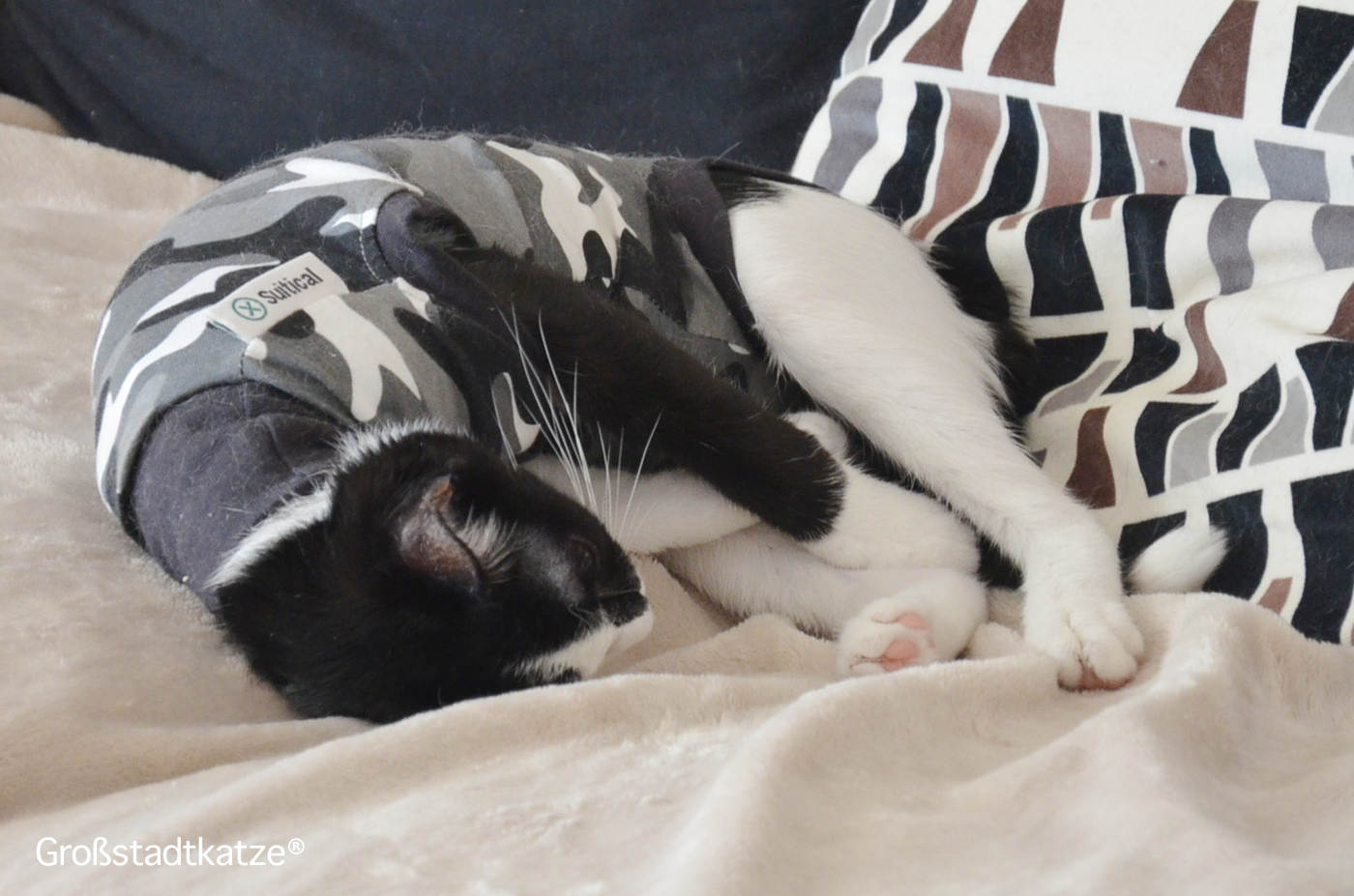 Aufstiegshilfe: Rampe für Couch von TRIXIE | Katze kommt nicht auf Sofa
