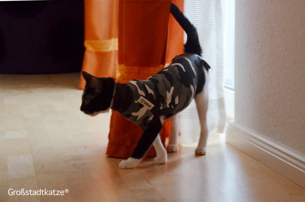 Katze Kommt Nicht Mehr Auf Sofa Aufstiegshilfe: Rampe für Couch von TRIXIE | Katze kommt nicht aufs Sofa