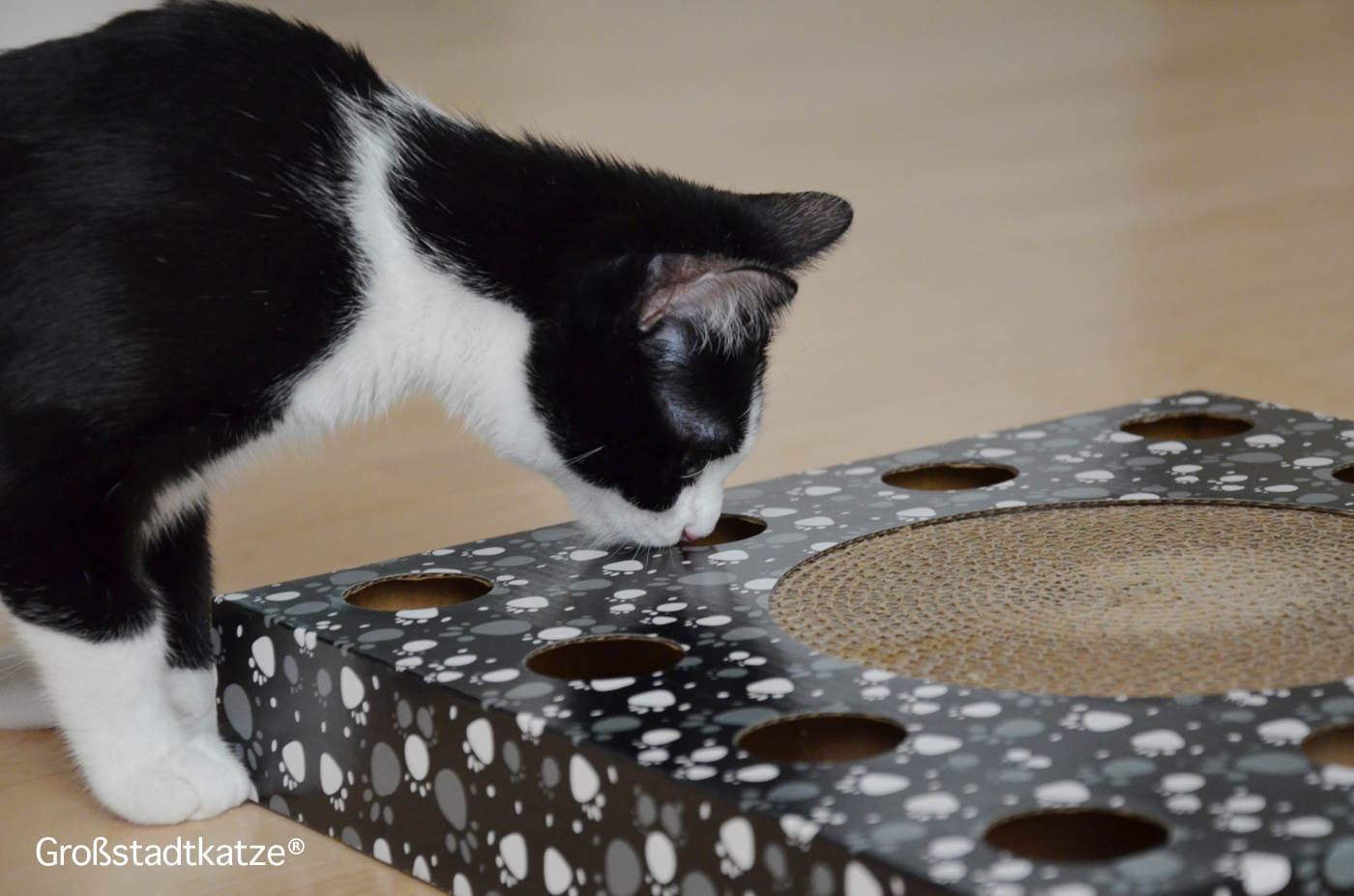 Katzenspielzeug Kratzpappe mit Ball von TRIXIE | Pappspielzeug Katzen
