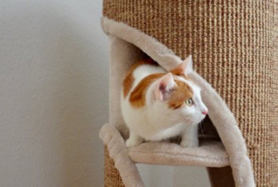 Read more about the article CAT TOWER Ranking: Platz Zwei