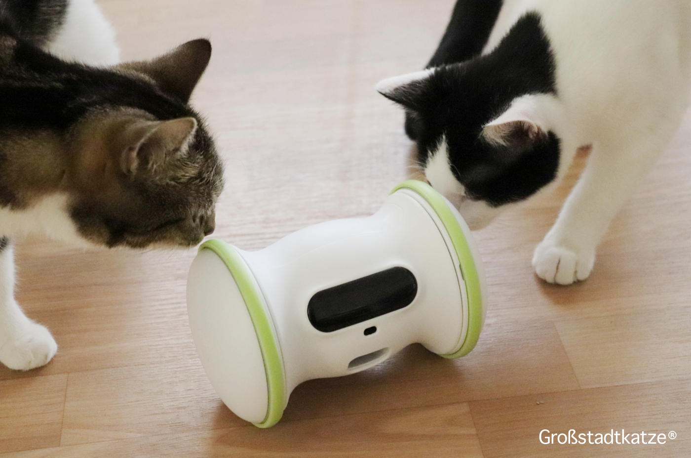 VARRAM Fitness Roboter Katze4 | Großstadtkatze
