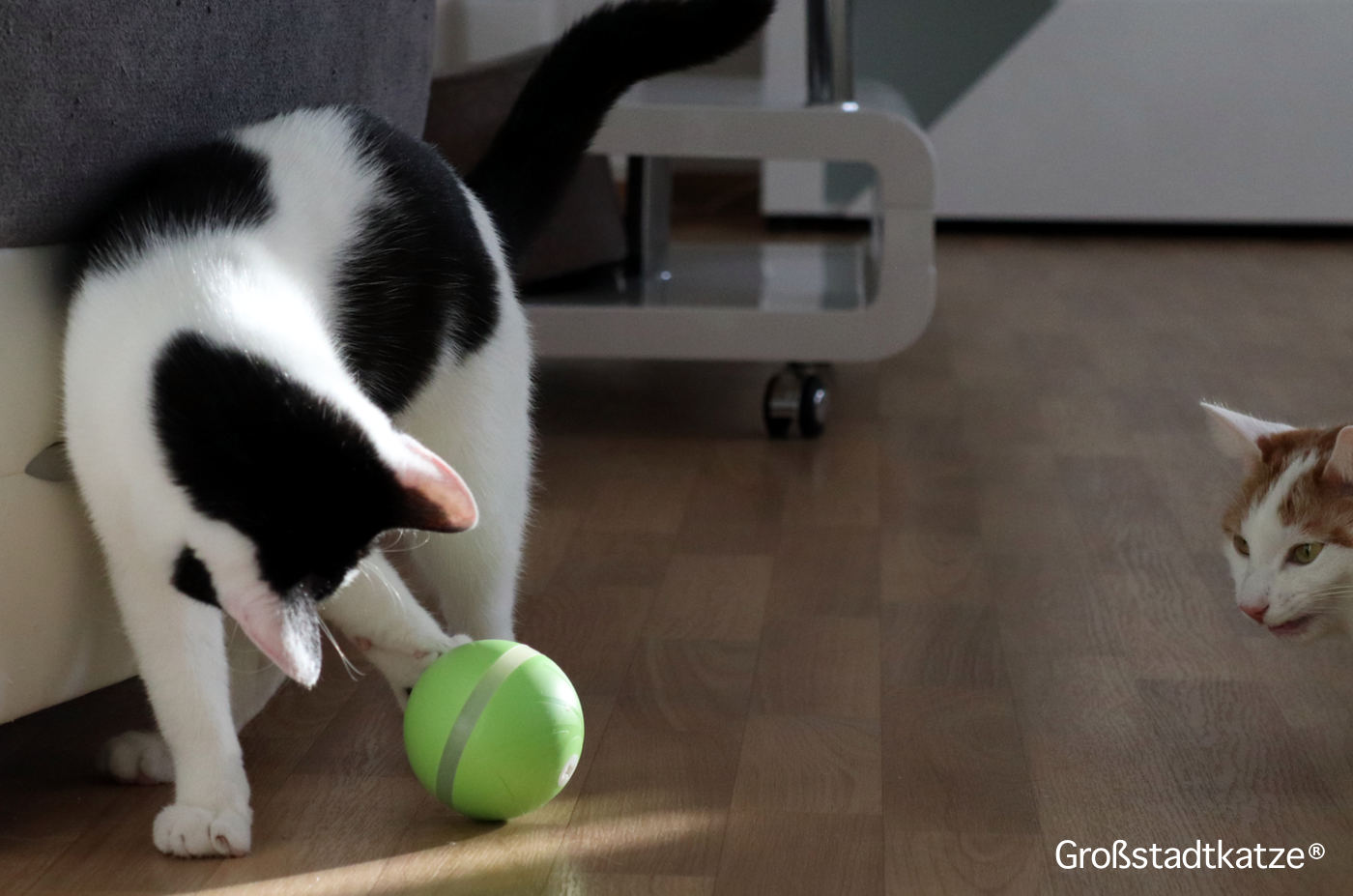 DIIBRA Wicked Ball | interaktives Katzenspielzeug | Katzenspielzeug Ball