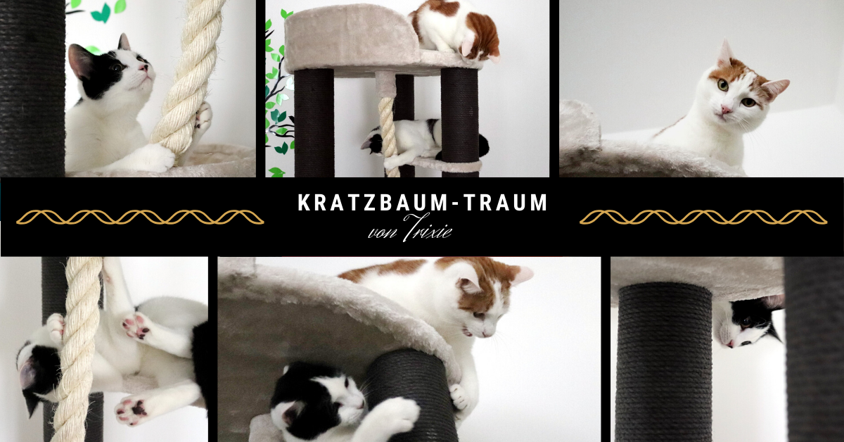 TRIXIE Kratzbaum XXL Tomás | Kratzbaum große Katze | schwere Katzen