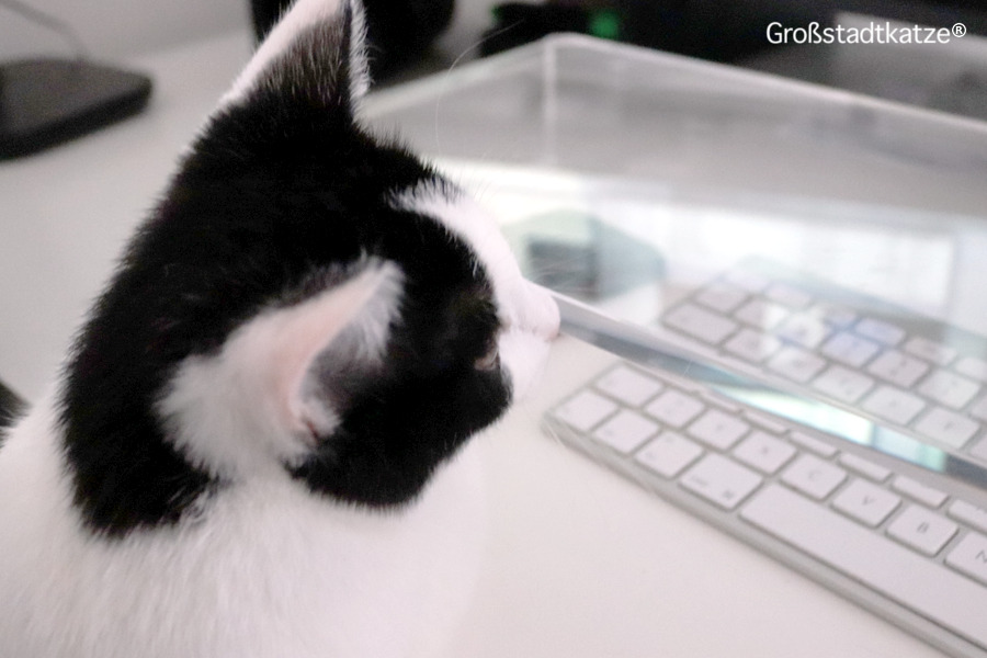 Katze Tastaur | Schutz Tastatur Katze | Katzen und Tastaturen