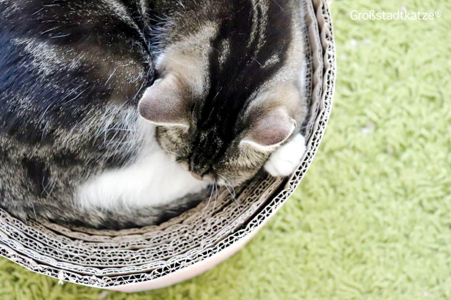 DIY Katzen | Bett aus Pappe für Katzen | basteln für Haustiere