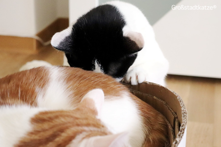 DIY Katzen | Bett aus Pappe für Katzen | basteln für Haustiere