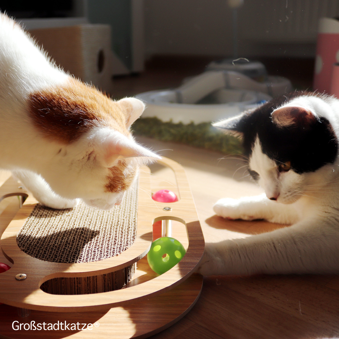 TRIXIE Race & Scratch Katzenspielzeug – Mit Kratzpappe & Befüllbarem Ball | Rutschfeste Gummifüße