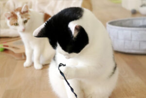 Read more about the article TRIXIE Wiggle & Fumble Katzenspiel