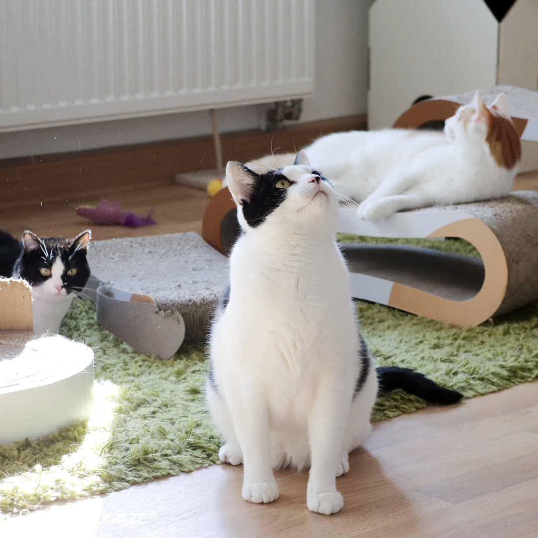 Katzenangel mit Saugnapf