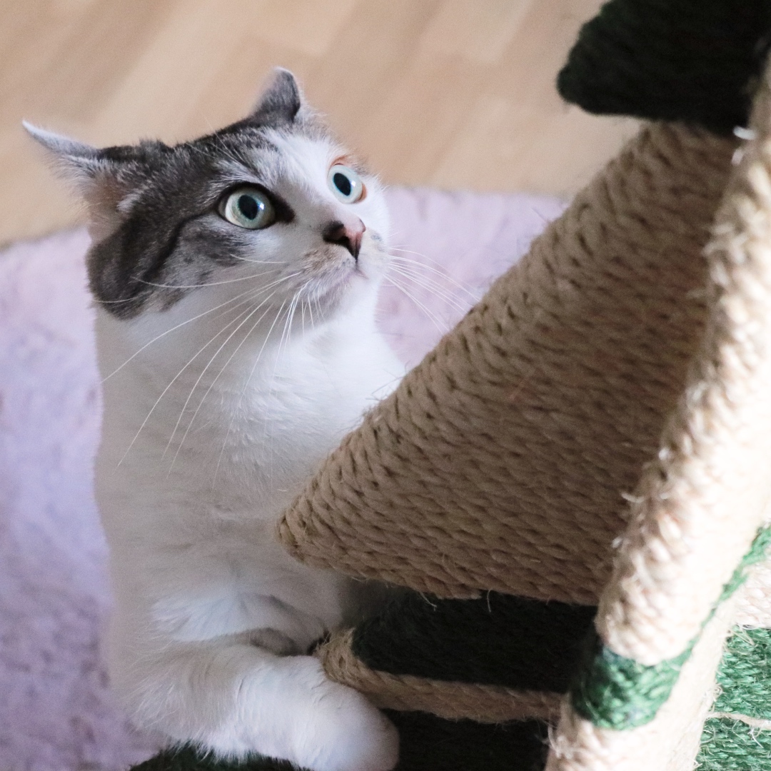 Mehr über den Artikel erfahren DIY Sisal-Tannenbaum