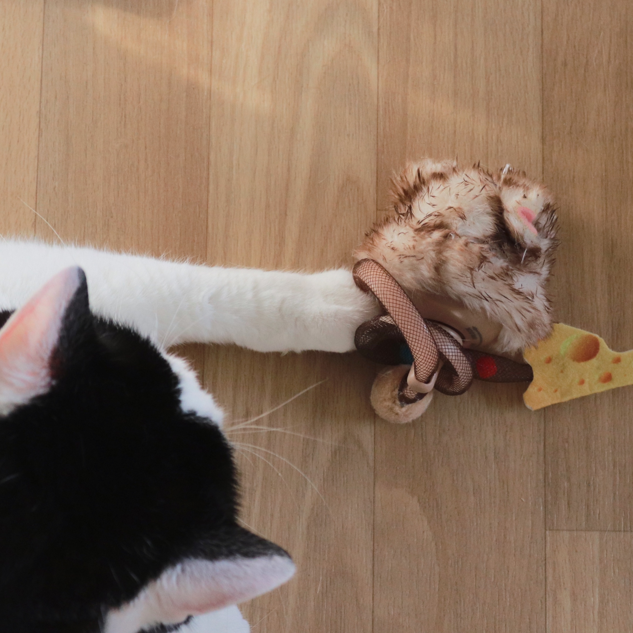 Mehr über den Artikel erfahren Migipaws Interaktives Katzenspielzeug